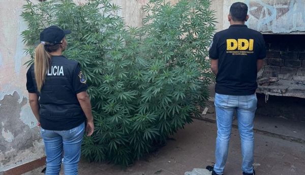 Secuestran armas, auto robado y marihuana