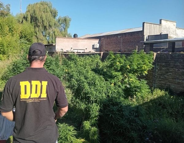 LOBERÍA: Detención y Secuestro de Plantas de Marihuana