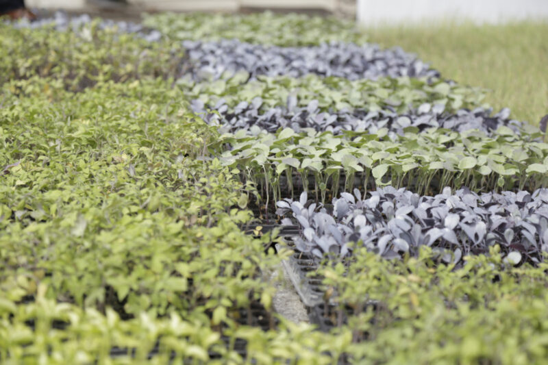 ALIMENTOS: Programa de Huerta urbana