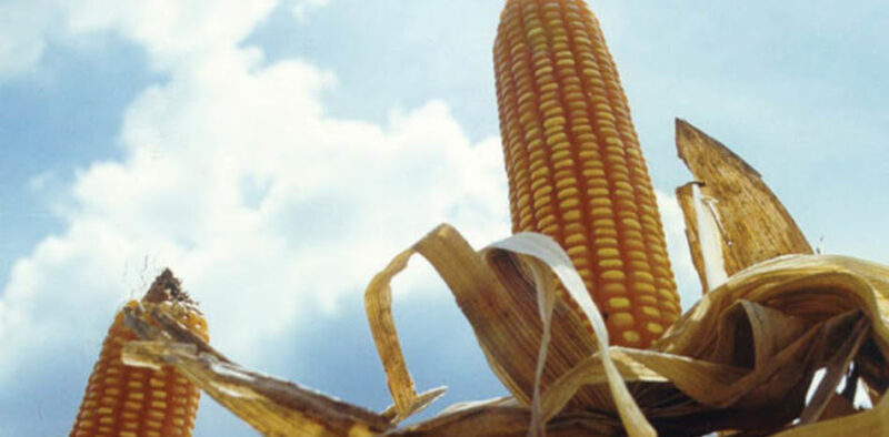 AGRO: Más leña, para encender el debate…
